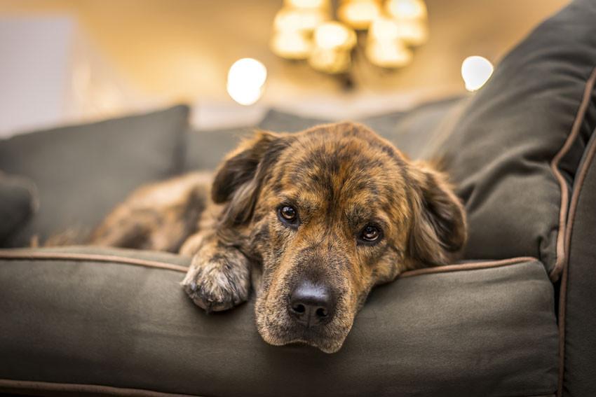 Köpeklerde Depresyon Belirtileri Nasıl Anlaşılır