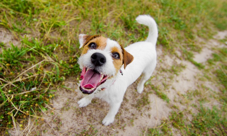 Köpeklerin Havlaması Nasıl Engellenir Adım 1