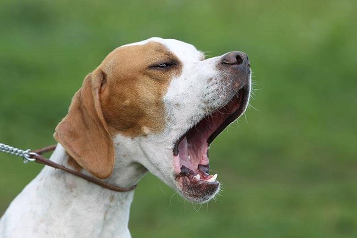 Köpeklerin Havlaması Nasıl Engellenir