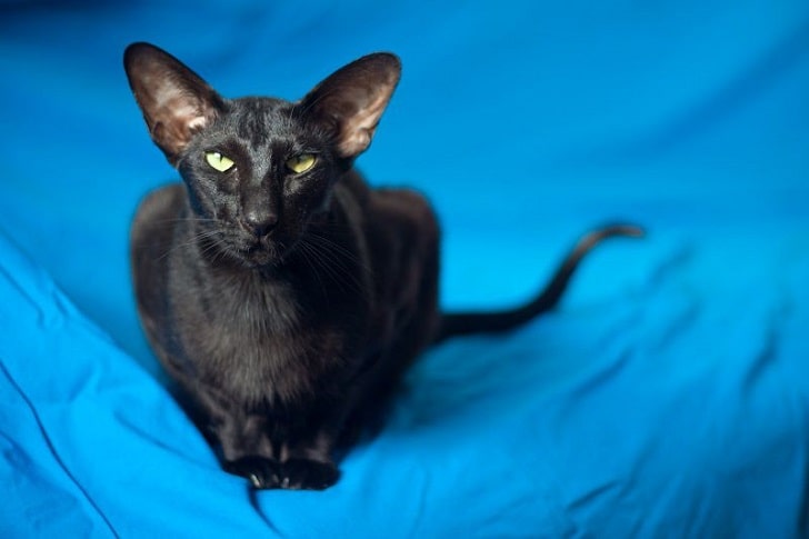 Dünyanın En Çirkin Kedileri Oriental shorthair (Laz Kedi) Dünyanın En Çirkin Kedileri Oriental shorthair (Laz Kedi)