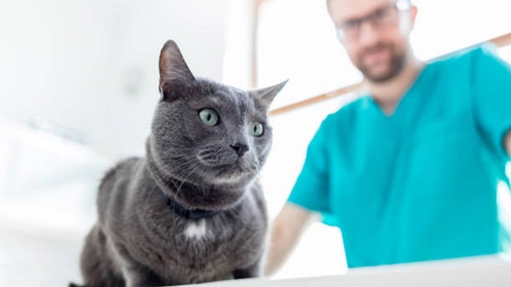 Kedi Veterinere Ne Zaman Götürülmeli?